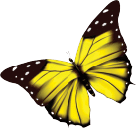 Yellow Butterfly Facing Right
